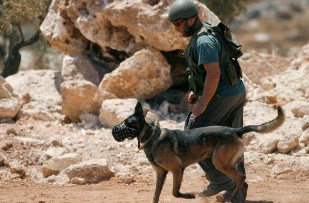 המתקפה האכזרית של הציונים על המתפללים הפלסטינים בירושלים הכבושה + סרט