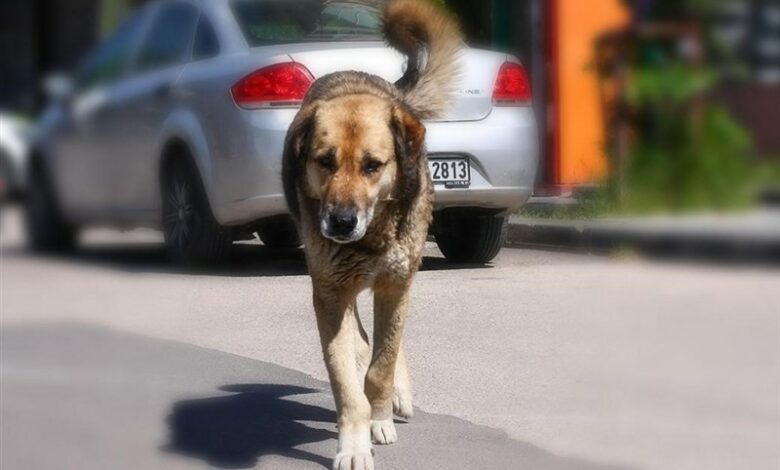 הניסיון של טורקיה בלחימה בכלבי רחוב