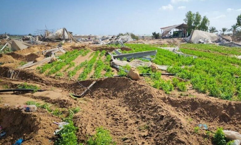 הרס סל המזון האחרון של משקי בית פלסטינים בדרום רצועת עזה