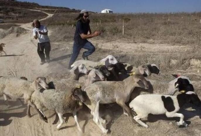 גם הציונים לא חסו על הכבשים